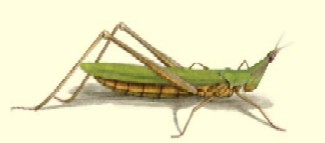 heuschrecke