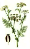 kuemmel